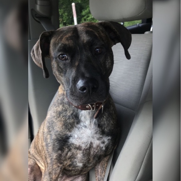 Meet your Posher, Albert - Picture 1 of 1